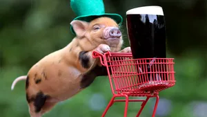 MEDIAFAX ZOOM: St. Patrick's Day - GALERIE FOTO