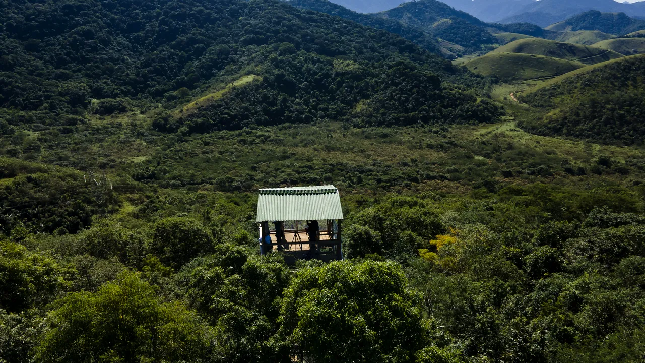 Cele mai mari naţiuni cu păduri tropicale formează o alianţă pentru salvarea junglei