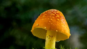 Oamenii de știință elvețieni au creat un material biodegradabil, flexibil și comestibil, pe bază de ciuperci vii