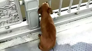 Hachiko din Wuhan, câinele care-şi aşteaptă în zadar stăpânul. Povestea tristă din spatele imaginilor. FOTO