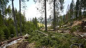 Comisia Europeană a activat procedura de infringement pentru România din cauza tăierilor ilegale de păduri