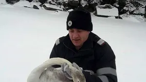 Pompierii din Argeş au reuşit să salveze un pui de lebădă din apa îngheţată a barajului Bascov