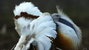 Dropia, pasăre considerată dispărută în ultimii 30 de ani în România, a fost văzută din nou. FOTO