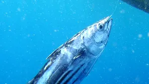 Fishpointer, o aplicaţie românească destinată pescarilor, are toate şansele să câştige un concurs a celor mai bune startup-uri din Europa Centrală şi de Est