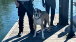 Un câine a supraviețuit miraculos după ce a fost luat de valuri. A înotat 800 de metri până la o insulă izolată