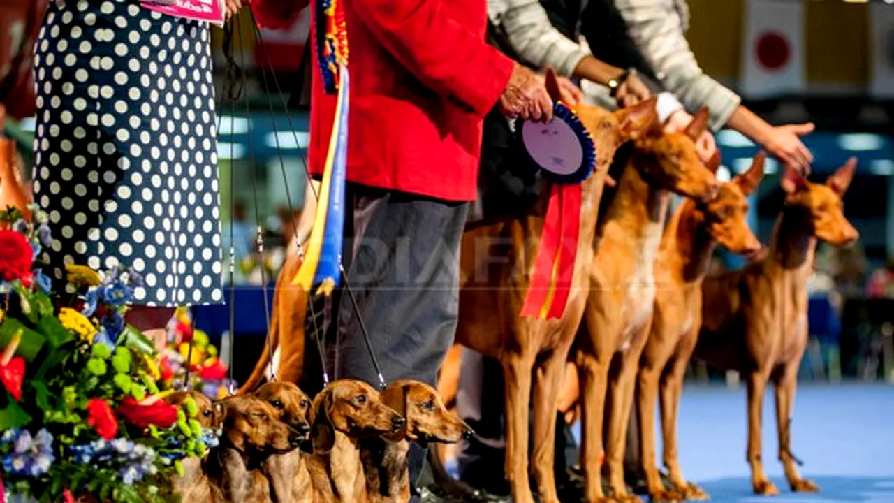 Euro Dog Show 2012, spectacol canin la Bucureşti - GALERIE FOTO