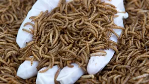 Comercianţii, obligaţi să asigure informaţii clare despre produsele alimentare ce conţin insecte