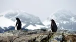 Excrementele pinguinilor, urmărite din spațiu timp de 30 de ani. Efectele schimbărilor climatice