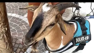 Apariţie inedită pe o insulă a Italiei. O turistă îşi petrece vacanţa cu capra 