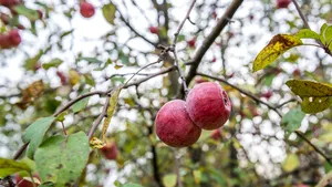 Autorităţile din Ucraina au confiscat 1.500 de sticle de băuturi spirtoase fabricate din mere de la Cernobîl