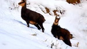 VIDEO Imagini spectaculoase cu capre negre care sar printre stânci acoperite cu zăpadă, în Braşov