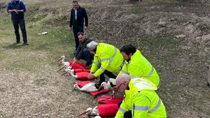 Opt berze îngrijite peste iarnă într-un centru din Vrancea au fost eliberate în habitate naturale