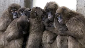 Maimuţele de la o grădină zoo din Siberia beau vin roşu pentru prevenirea gripei