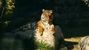 Un parc natural din Anglia va rămâne închis după ce un bărbat a fost ucis de un tigru într-un țarc