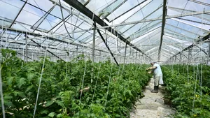 Campioana naţională la box se antrenează în solarul cu legume