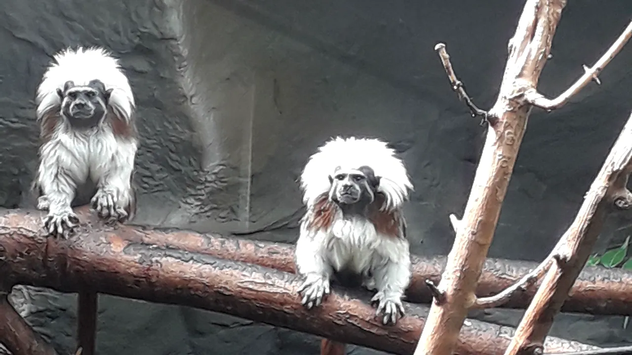Pui de tamarin cu creastă, specie de maimuţe pe cale de dispariţie, născut la Zoo Oradea - GALERIE FOTO