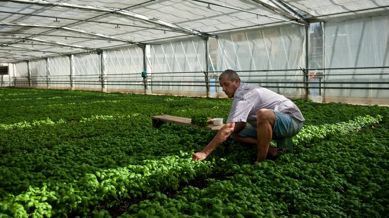 Agricultorii italieni, apel disperat către România. Vor întoarcerea urgentă a muncitorilor români