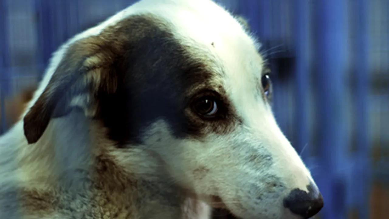 Premieră. Târg de adopţii pentru câini cu vârste de peste 8 ani, vineri, în Bucureşti