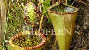 Una dintre cele mai mari plante carnivore din lume, descoperită în sud-estul Asiei