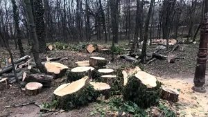 Peste 300 de arbori vor fi tăiaţi şi alţi 350 „toaletaţi” într-un mare parc din Bucureşti. Fundaţie: Un adevărat măcel