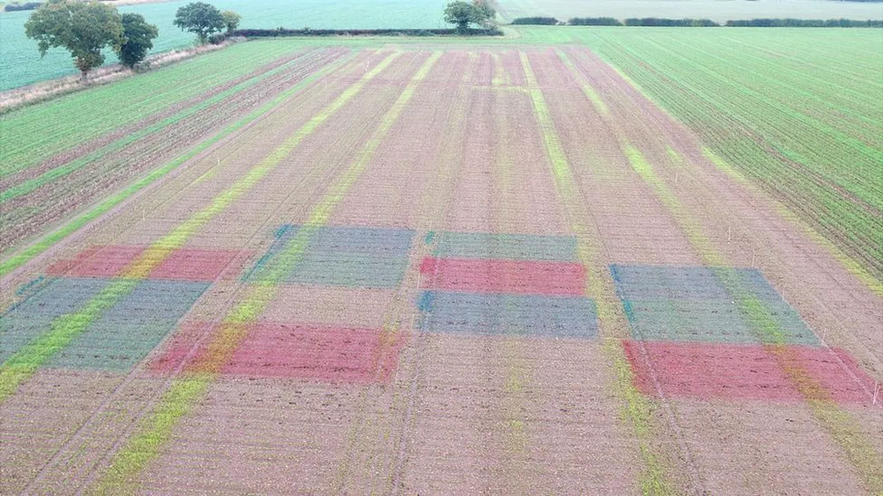 Culturile multicolore ar putea deveni alternativa naturală la pesticide. „Primele semne sunt pozitive”