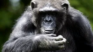 Un cimpanzeu a lăsat grădina zoologică pentru băncile unei universităţi din Gaza