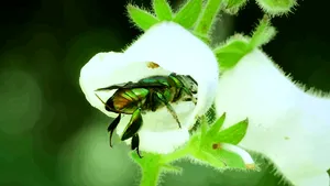 Biologii au descoperit un grup de albine orhidee cu un comportament foarte neobișnuit