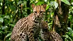 Nici pisică, nici tigru: o nouă specie descoperită în pădurile din Bolivia