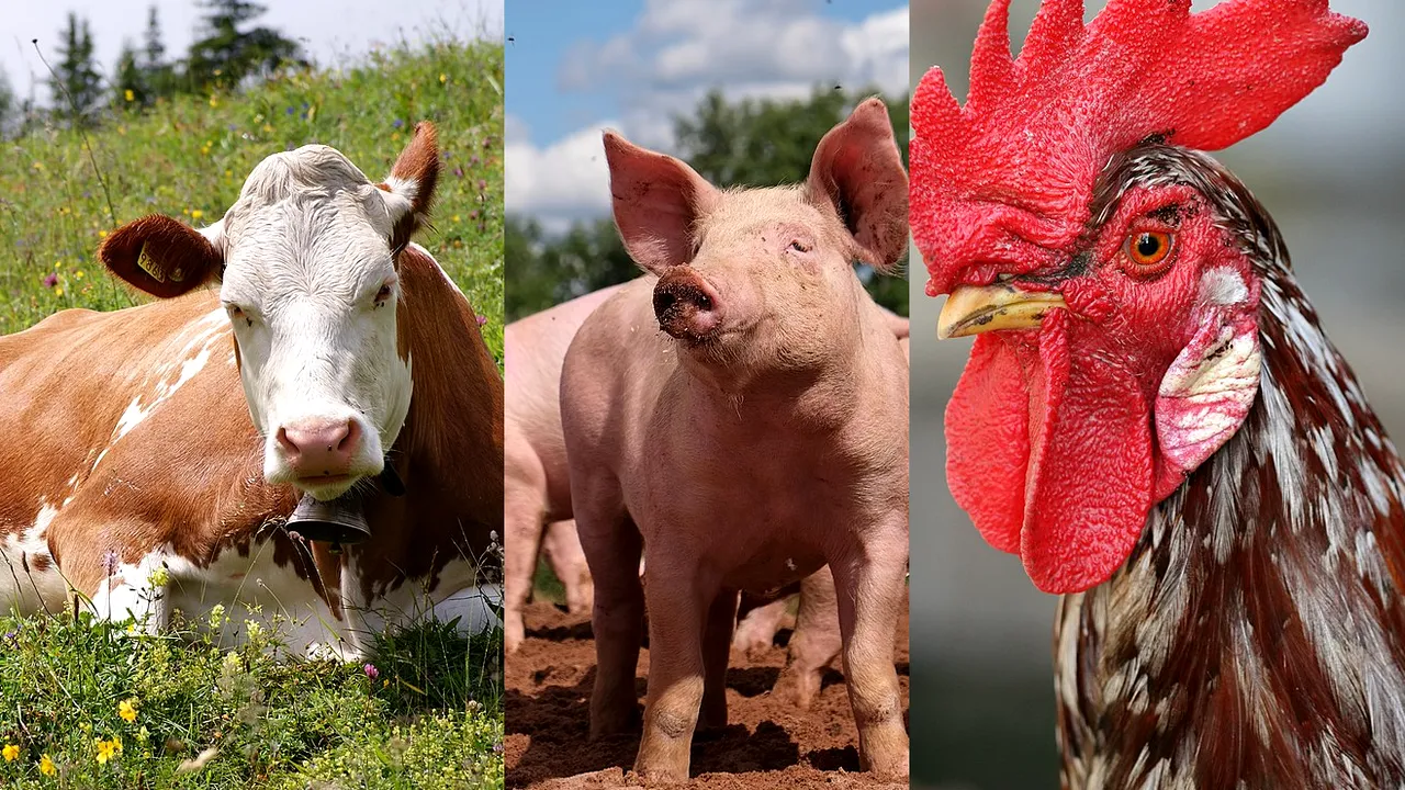 După interzicerea automobilelor cu benzină din 2035, Europa trebuie să reducă consumul de carne animală cu 71% până în 2030. Un oraş olandez face primul pas - interzice reclamele la carne animală din 2024 