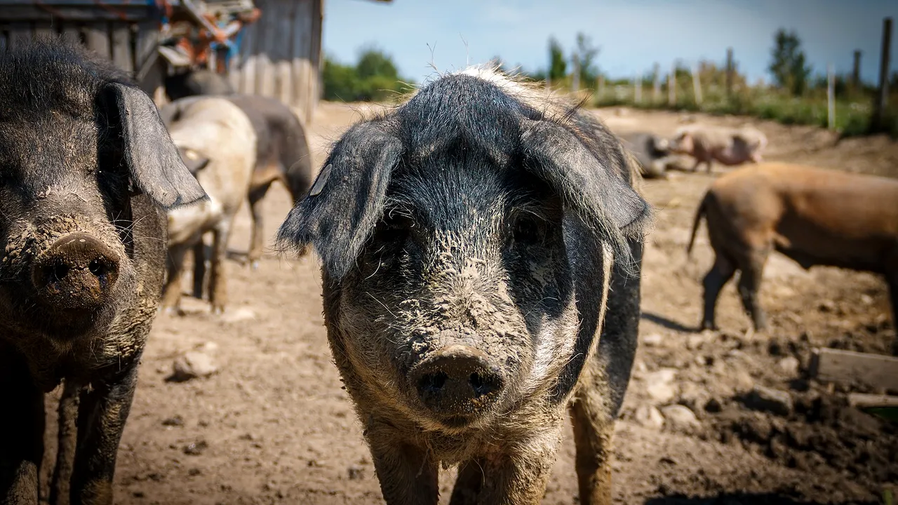 Pesta porcină africană confirmată în două gospodării din comuna Borcea, judeţul Călăraşi