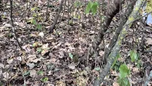 O dronă s-a izbit de un copac într-o pădure din Republica Moldova. Poliția a dezactivat încărcătura explozivă