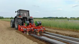 Cartoful dulce câştigă teren în patria pepenilor de la Dăbuleni. La rând vin măslini, kiwi sau banana nordului | FOTO