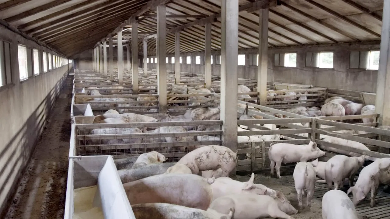 Pesta porcină în România. Peste 300 de focare înregistrate în toată ţara