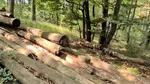 Control de amploare într-un ocol silvic privat: peste 800 de arbori tăiați ilegal, găsiți în cinci cantoane