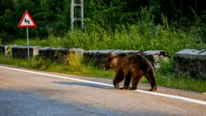 Prezența unui urs, semnalată într-o localitate din județul Neamț