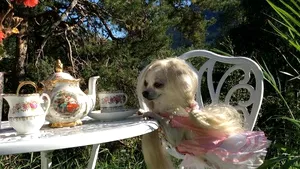 VIRALUL LUI BANU: Dau prezentul pe un câine! Nu accept la schimb căţei - FOTO