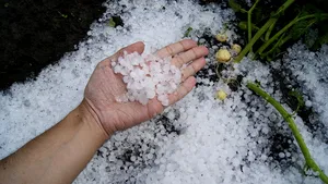 Sistemele antigrindină din exploataţiile pomicole, finanţate cu 11 milioane de euro