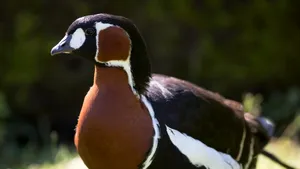 Poliţia, despre brăileanul bănuit că a mâncat o pasăre rară: Nu este vânător 