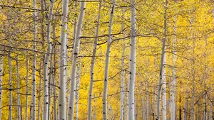 Copacilor le „bate inima”. Ce au descoperit cercetătorii