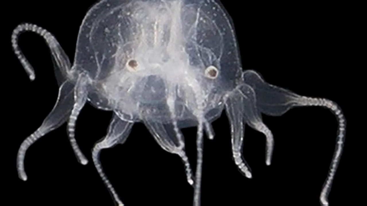 Meduză cu 24 de ochi descoperită recent, înrudită cu cea mai veninoasă creatură marină din lume