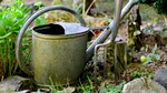 Două lucruri pe care orice grădinar trebuie să le aibă în iunie. Recomandările experților în fauna sălbatică