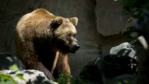 Urs semnalat în Harghita. Autoritățile au emis mesaj RO-ALERT