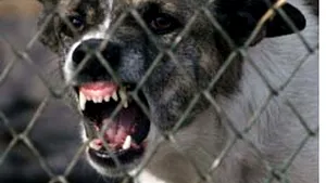 Căprioarele şi cangurii unei grădini zoologice, ucişi de câinii vagabonzi