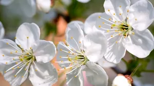 Floriile, sărbătoarea intrării lui Iisus în Ierusalim, dar şi a celor cu nume de flori