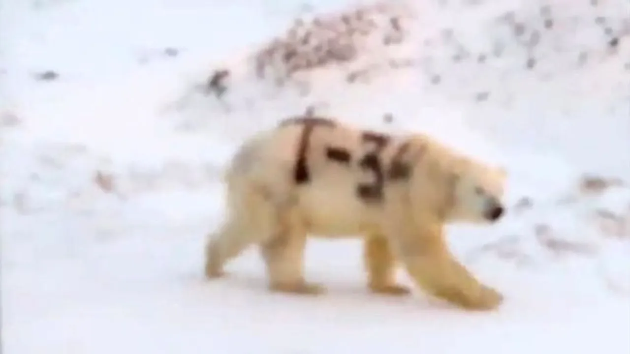 Cercetătorii ruşi, alarmaţi de apariţia unui urs polar cu mesajul „T-34” pe corp. Explicaţia pentru imaginile virale. VIDEO