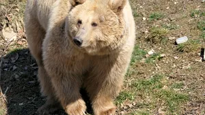 Ursoaica Masha s-a „refugiat” din Ucraina la Zărneşti, unde a păşit pentru prima dată în iarbă