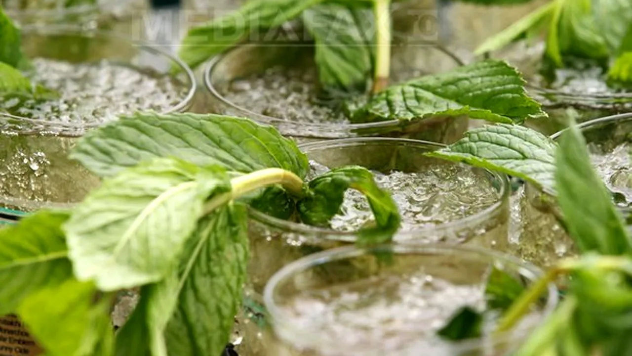 Scorţişoara, aroma de mentă şi seminţele de dovleac, afrodisiace naturale