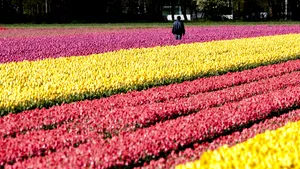 Imagini spectaculoase ale câmpurilor cu lalele din Olanda - FOTO, VIDEO