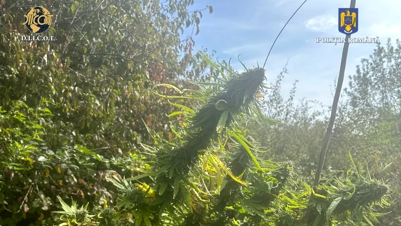 180 de kilograme de canabis, cultivate într-o localitate din judeţul Gorj