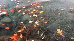 Lacul Geneva în pragul dezastrului ecologic: Cât de dăunătoare este specia de midii invadatoare quagga